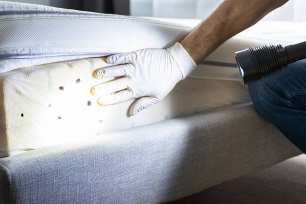 Best Local Pest Control Services  in Campbellsville, KY