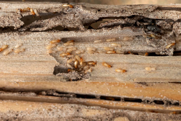 Best Wildlife Control Services  in Campbellsville, KY